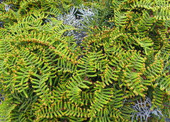 Gleichenia alpina