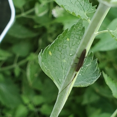 Hippopsis lemniscata