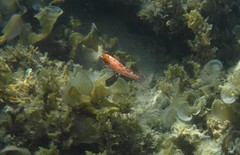 Macropharyngodon choati