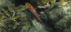 Macropharyngodon choati
