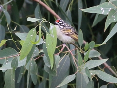 Pogoniulus pusillus
