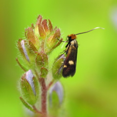 Cauchas leucocerella