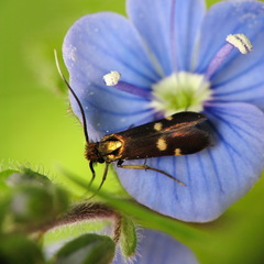 Cauchas leucocerella