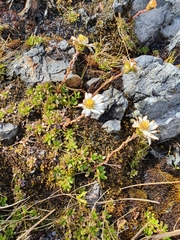 Celmisia bellidioides