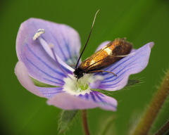 Cauchas fibulella
