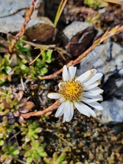 Celmisia bellidioides