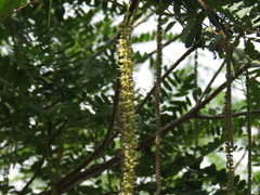 Alvaradoa amorphoides