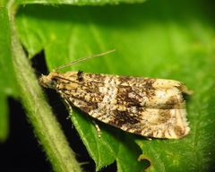 Syricoris