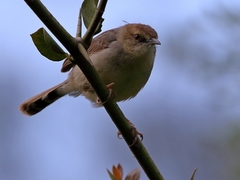 Cisticola cantans