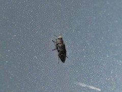 Chrysobothris affinis