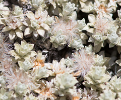Ewartia nubigena