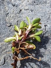 Celmisia bellidioides