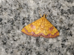 Isocentris filalis