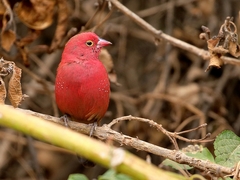 Lagonosticta senegala