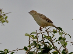 Cisticola chiniana
