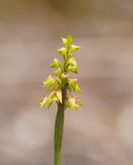 Genoplesium pumilum