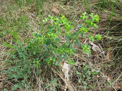Euphorbia jenisseiensis