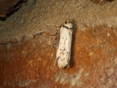 Philobota thiocrossa