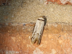 Philobota thiocrossa