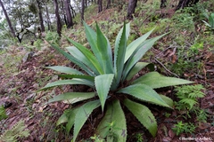 Agave maximiliana