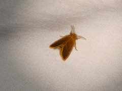 Euproctis lucifuga