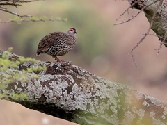 Pternistis clappertoni