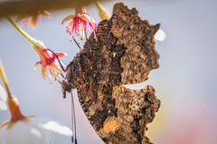 Kaniska canace nojaponicum