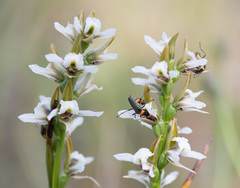 Prasophyllum suttonii