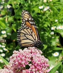 Danaus plexippus