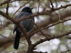 Laniarius funebris