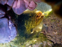 Epinephelus itajara