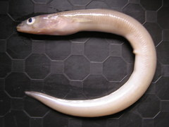 Ariosoma