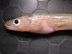 Ariosoma