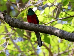 Apaloderma narina