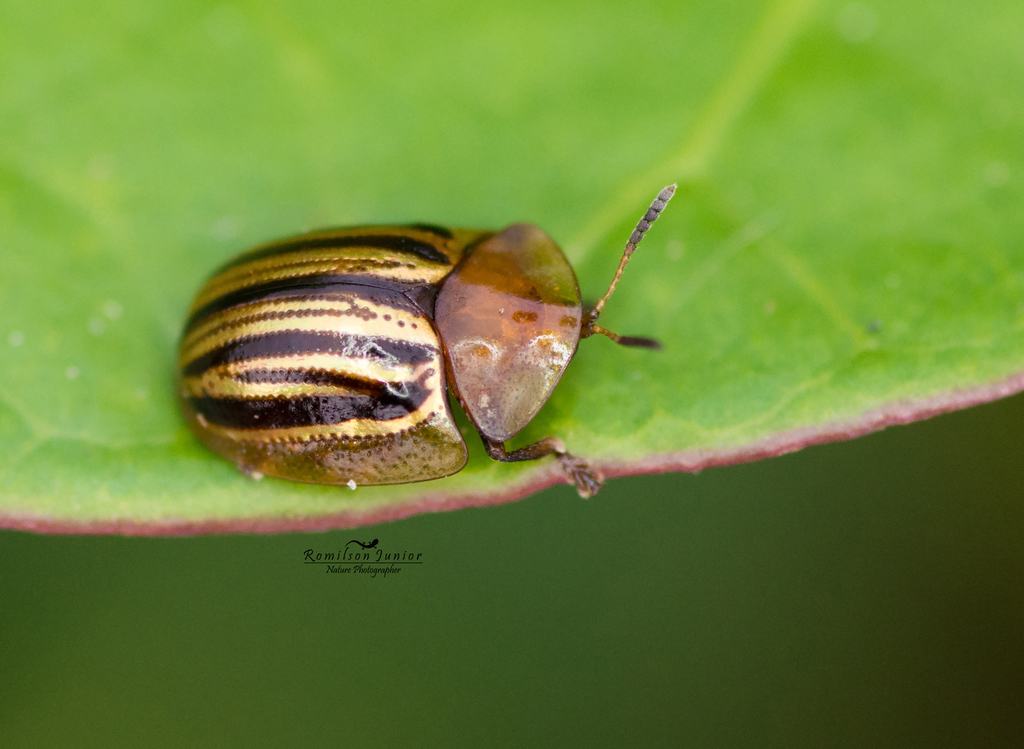 Agroiconota tristriata