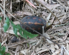 Cuora flavomarginata