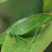 Common Speckled Katydid - Photo (c) Nev Rowley, some rights reserved (CC BY-NC-SA), uploaded by Nev Rowley