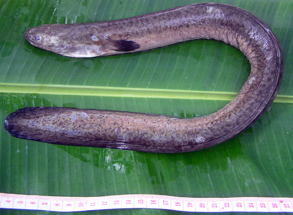 Celebes longfin eel (Anguilla celebesensis) — Anguillidae