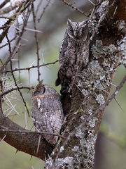 Otus senegalensis