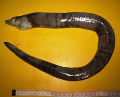 Gymnothorax pseudothyrsoideus