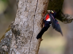 Lybius bidentatus