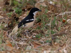 Laniarius aethiopicus