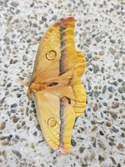 Opodiphthera loranthi