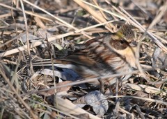 Emberiza elegans