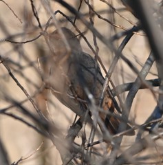 Turdus naumanni