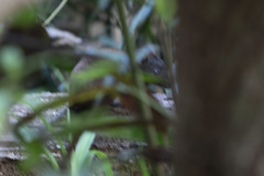 Hypsiprymnodon moschatus