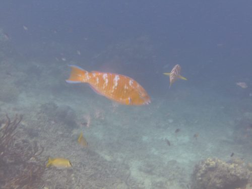 Blue-barred Parrotfish — seen at this dive site