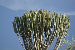 Euphorbia