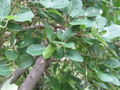 Ficus colubrinae