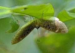Adelotypa annulifera